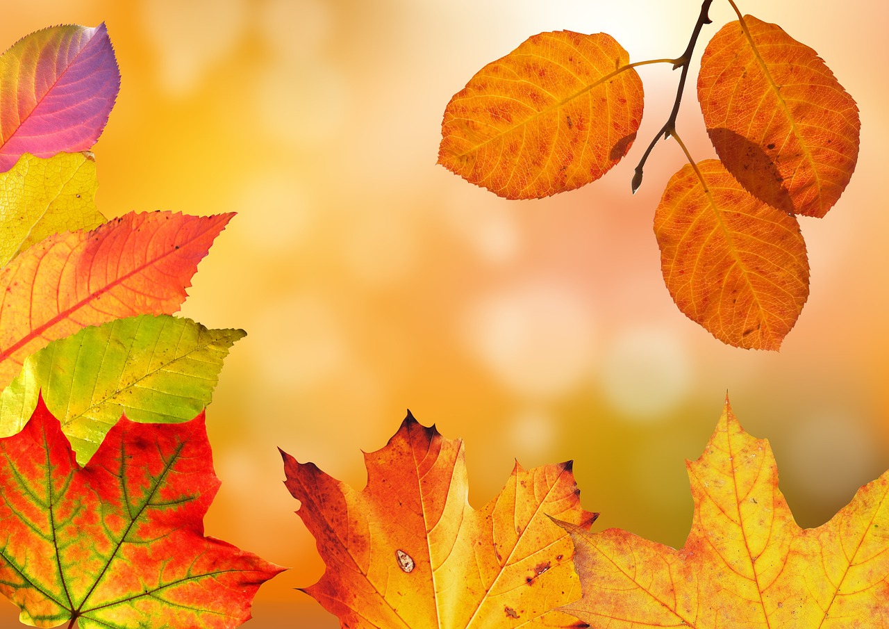 L’automne en harmonie avec l’Ayurveda : 6 rituels essentiels pour apaiser Vata