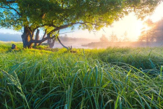 D&eacute;tox de printemps : accompagner le corps en douceur selon l&rsquo;Ayurveda